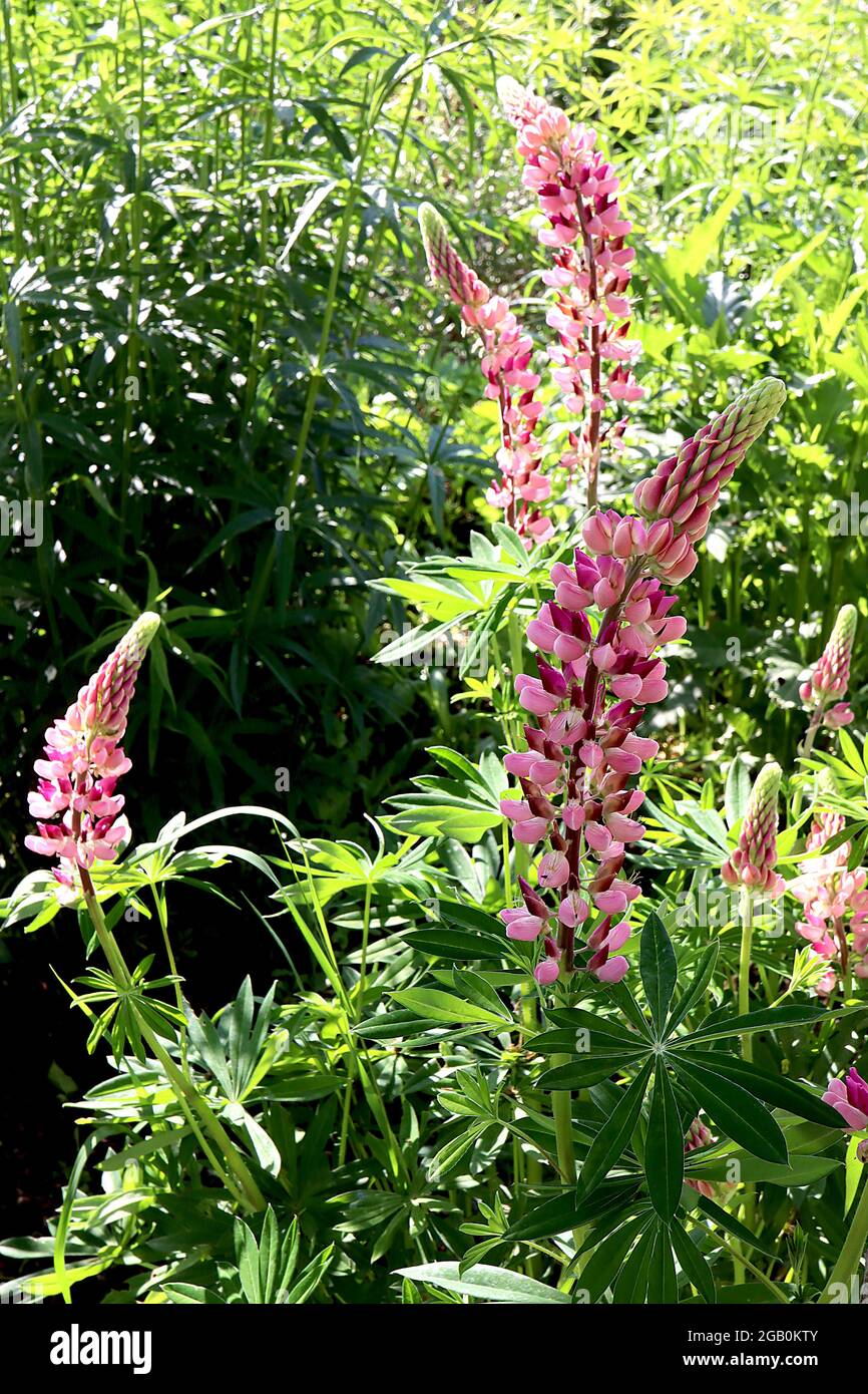 Lupin ‘My Castle’ Lupin My Castle - fitte punte di fiori di cremisi e rosa pisello, giugno, Inghilterra, Regno Unito Foto Stock