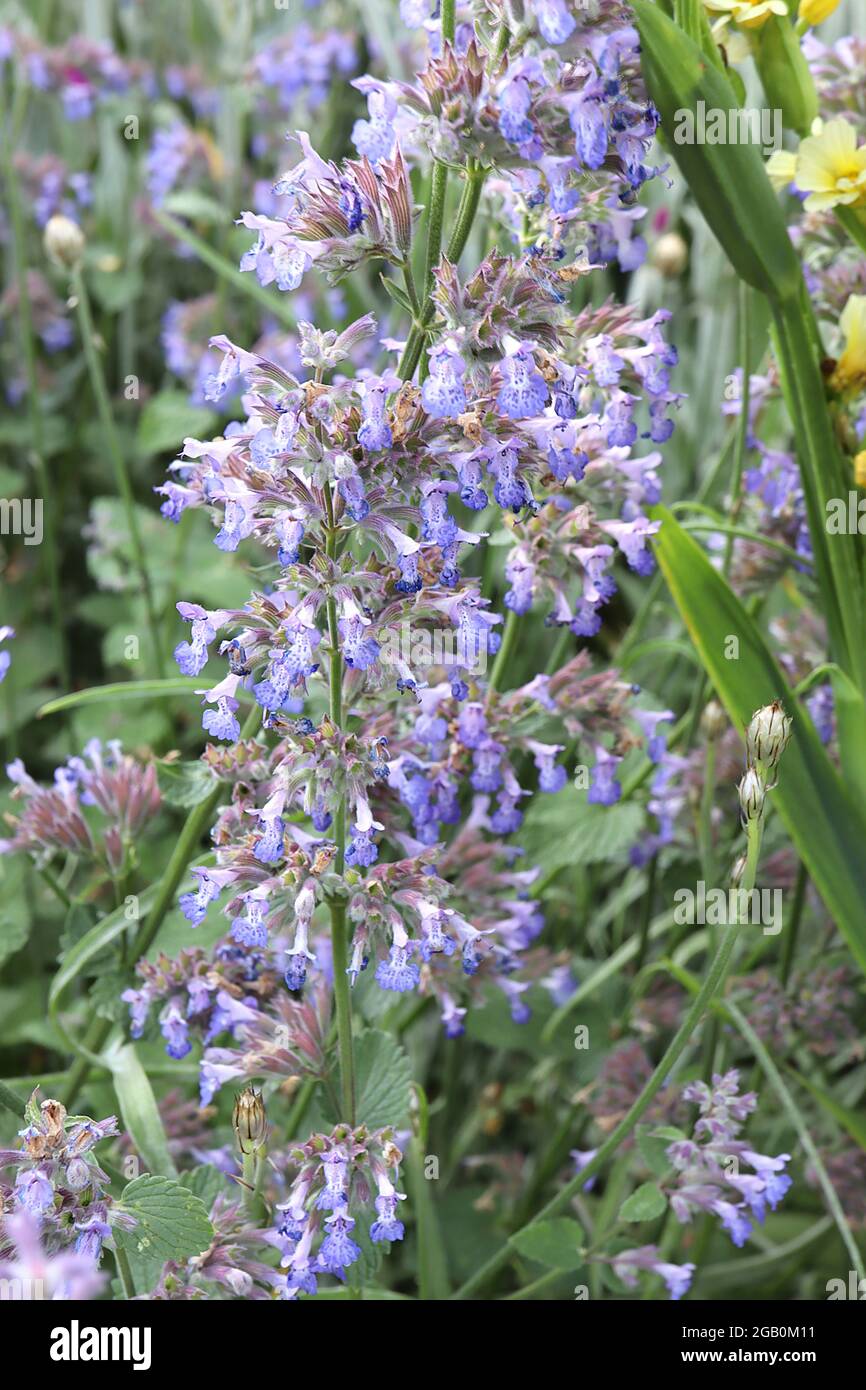 Nepeta fassennii ‘Six Hills Giant’ Catmint Six Hills Giant – punte di fiori blu lavanda a due labbri, giugno, Inghilterra, Regno Unito Foto Stock