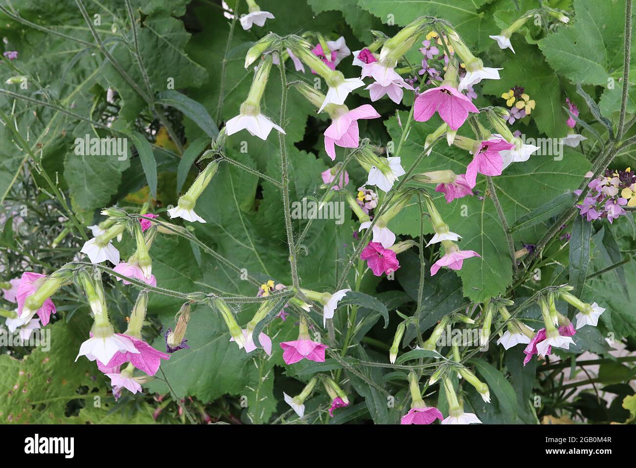 Nicotiana alata ‘Whisper Mixed’ Tobacco Plant Whisper Mixed - fiori tubolari bianchi, pallidi e rosa medi profumati, giugno, Inghilterra, Regno Unito Foto Stock