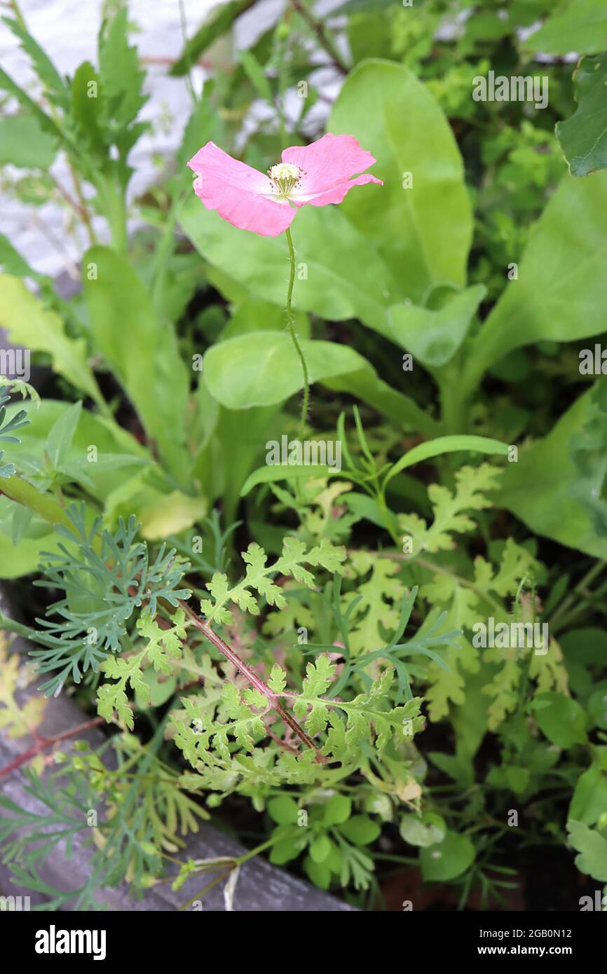 Papavero alpino rosa papavero – singolo papavero nana rosa e foglie di piuma, giugno, Inghilterra, Regno Unito Foto Stock