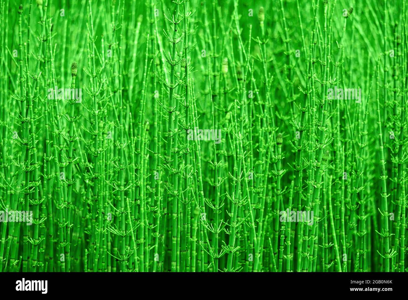 spessetti di cornici, sfondo verde naturale parzialmente sfocato Foto Stock