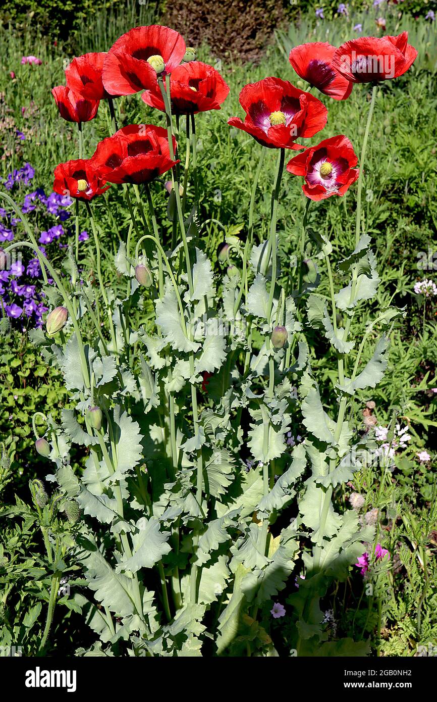 Papaver somniferum ‘Rosso Turco’ oppio Rosso Turco – fiori rossi singoli con centro bianco e segni neri, foglie verdi grigie, giugno, Inghilterra, Regno Unito Foto Stock