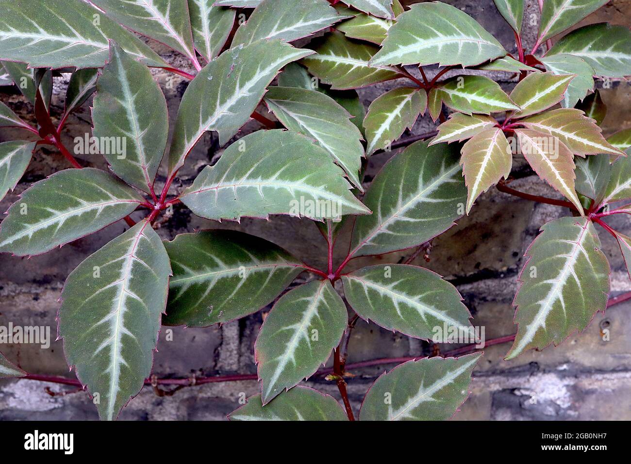 Parthenocissus Henryana superriduttore cinese in argento – foglie verde oliva con forti vene bianche, giugno, Inghilterra, Regno Unito Foto Stock