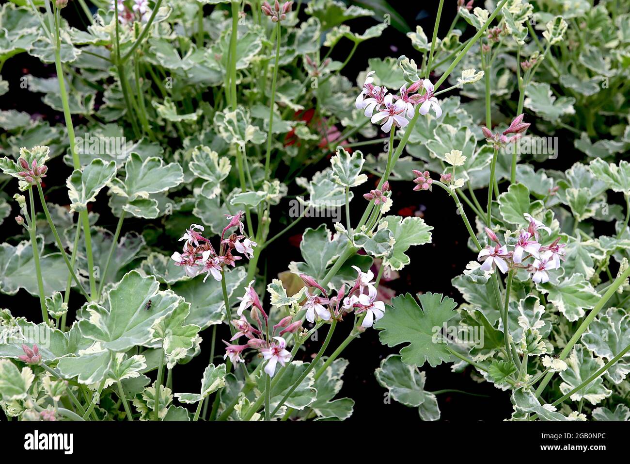 Pelargonium crispum ‘Variegatum’ – fiori bianchi e foglie variegate profumate di limone, di giugno, Inghilterra, Regno Unito Foto Stock