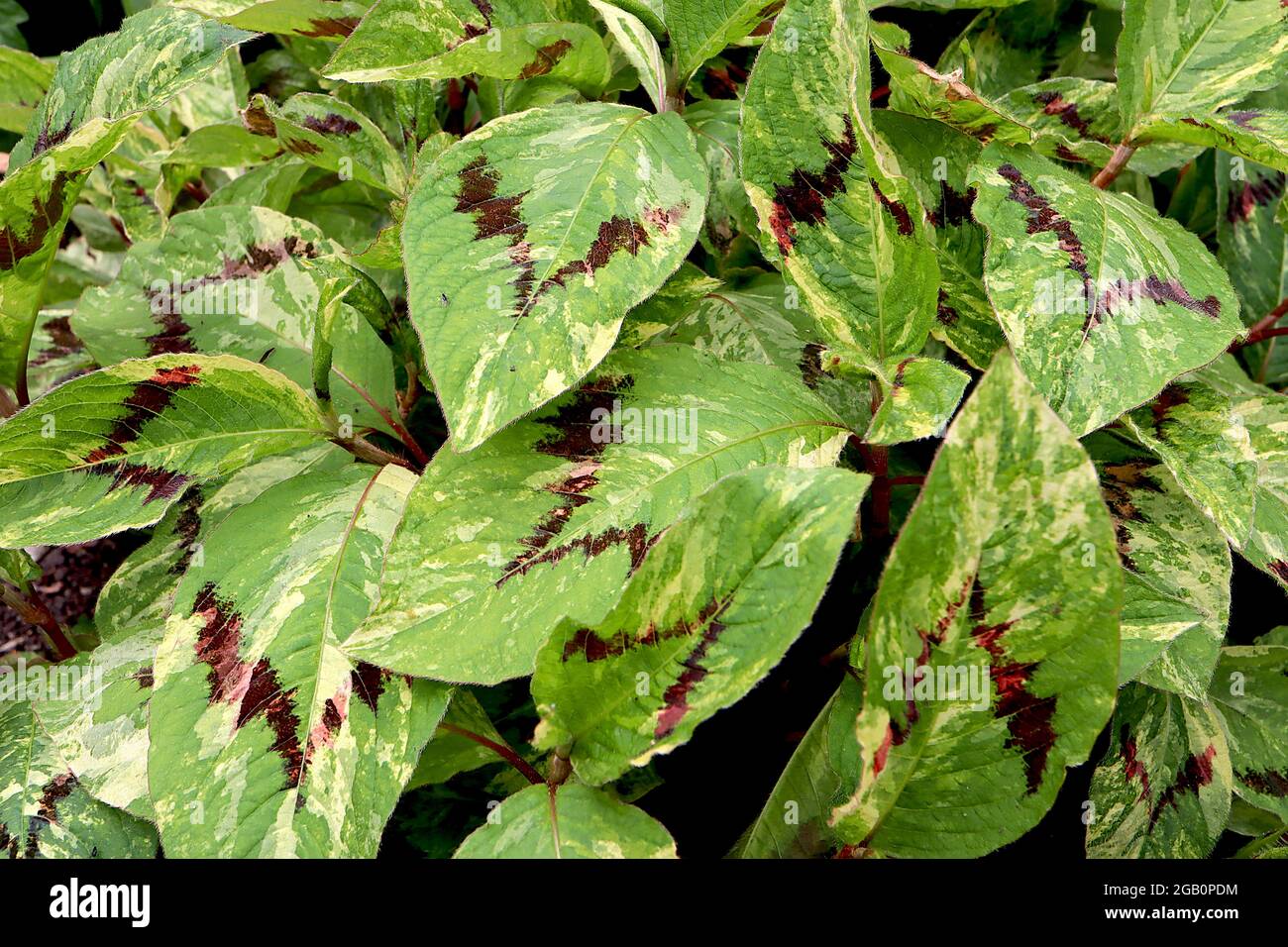Persicaria virginiana ‘Pittori Pittura di alghe palette – foglie di ovate verdi fresche con spruzzi di crema e marone, giugno, Regno Unito Foto Stock