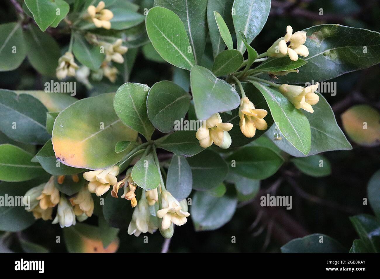 Pittosporum tobira legno di faggio giapponese – piccoli grappoli di crema altamente profumata e fiori gialli, giugno, Inghilterra, Regno Unito Foto Stock