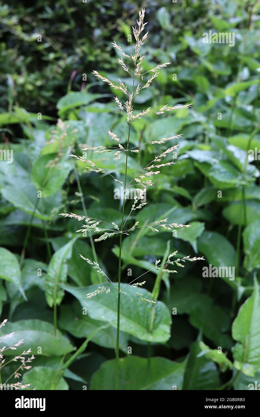 Poa pratensis annuale prato erba – pennacche piume su gambi lisci, giugno, Inghilterra, Regno Unito Foto Stock