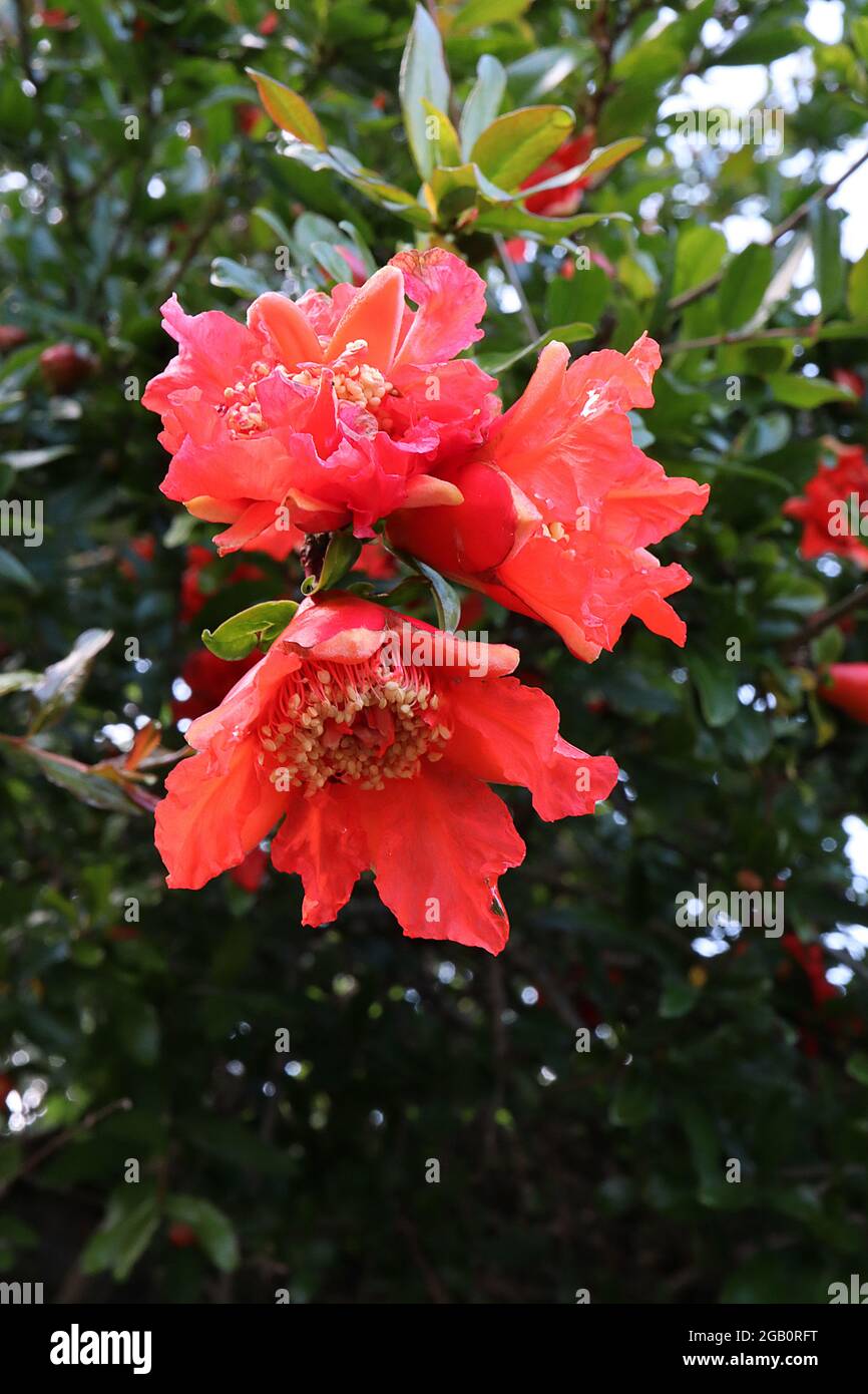 Punica granatum melograno – due fiori rossi che emergono da foglie lucide di colore verde scuro, setti spessi, giugno, Inghilterra, Regno Unito Foto Stock
