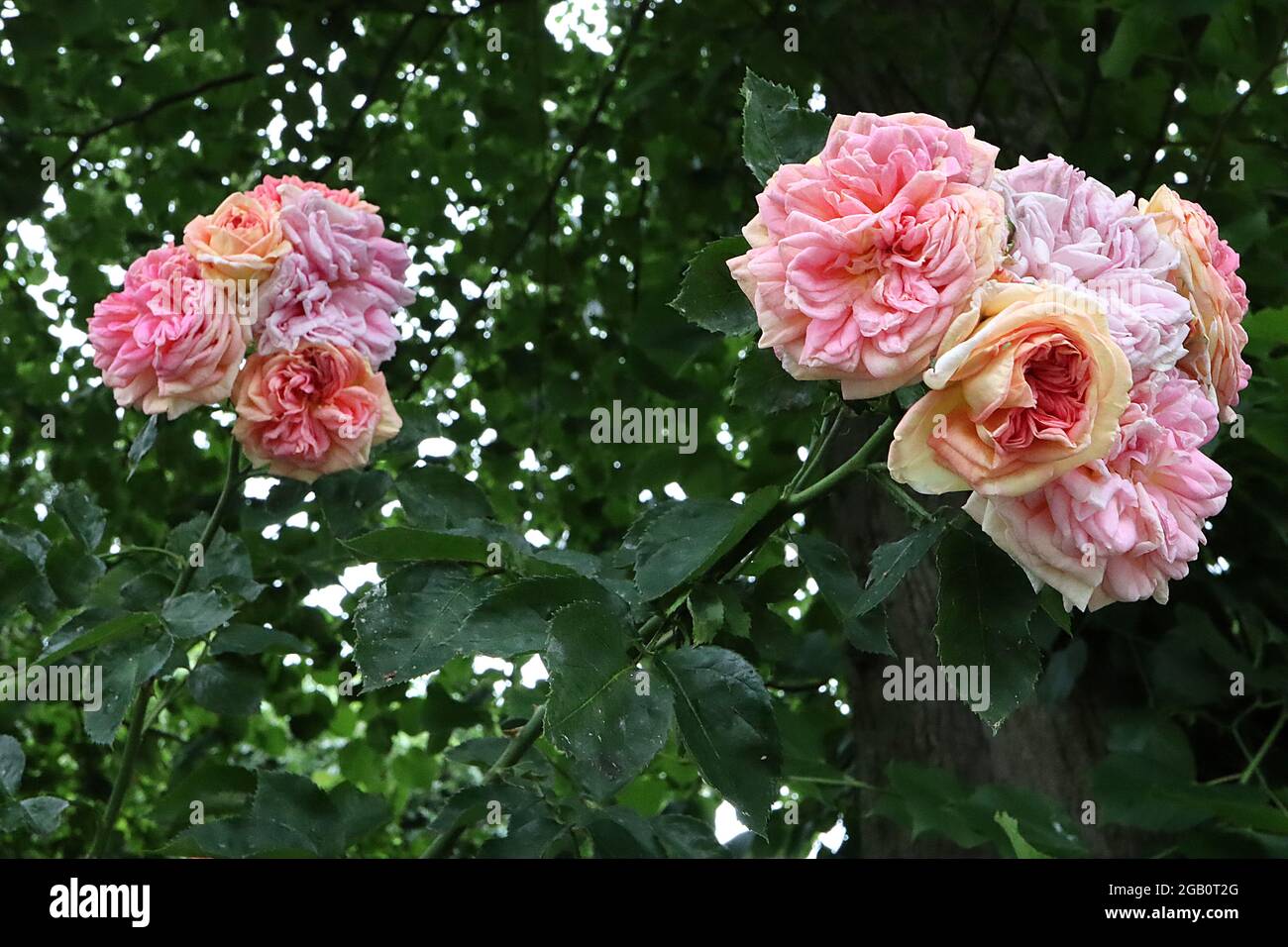 Rosa Alchemist ‘(rosa arrampicata) rosa Alchemist – grappoli di pesca doppia, fiori rosa e gialli, giugno, Inghilterra, Regno Unito Foto Stock