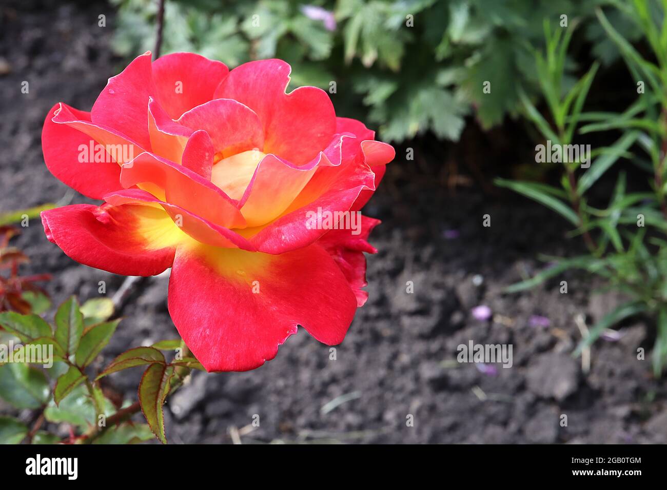 Rosa ‘Flaming Star’ (rosa bush) rosa Flaming Star – semi-doppio fiori rossi con centro giallo brillante, giugno, Inghilterra, Regno Unito Foto Stock