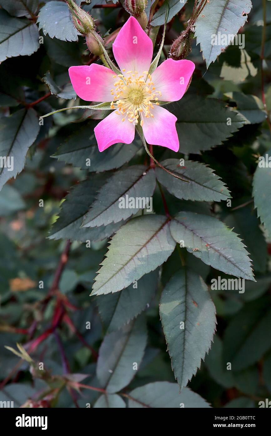 Rosa glauca (specie rosa) rosa lievitata rossa – fiori rosa profondi singoli piccoli con centro bianco e foglie verdi grigie, giugno, Inghilterra, Regno Unito Foto Stock