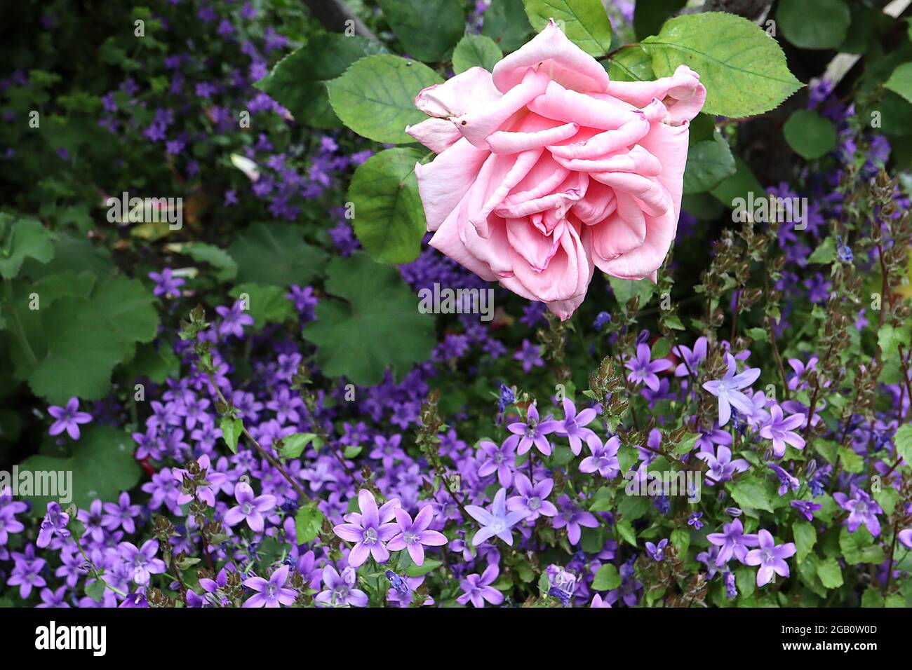 Rosa ‘Hermosa’ (rosa cinese) rosa Hermosa – fiori rosa pallido doppi, giugno, Inghilterra, Regno Unito Foto Stock