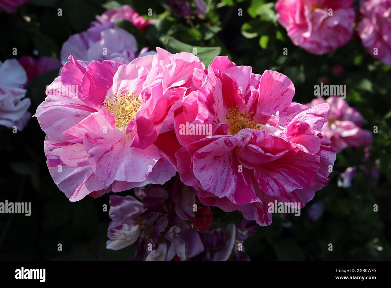 Rosa ‘Mundi’ Rosa gallica ‘Versicolor’ Rosa francese – semi-doppi fiori bianchi con striature rosa e rossa, giugno, Inghilterra, Regno Unito Foto Stock