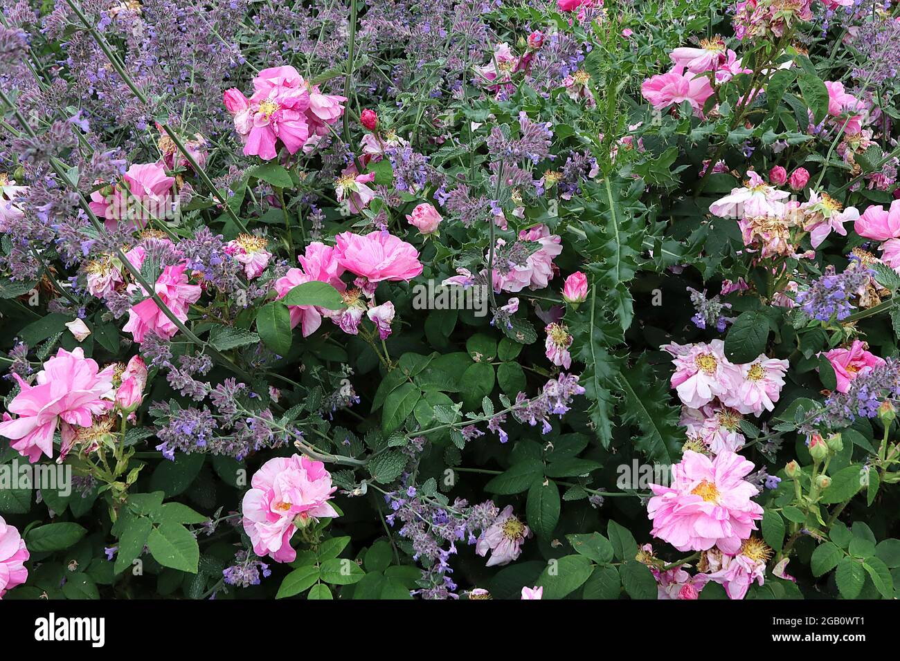 Rosa ‘Mundi’ Rosa gallica ‘Versicolor’ Rosa francese – semi-doppi fiori bianchi con striature rosa e rossa, giugno, Inghilterra, Regno Unito Foto Stock