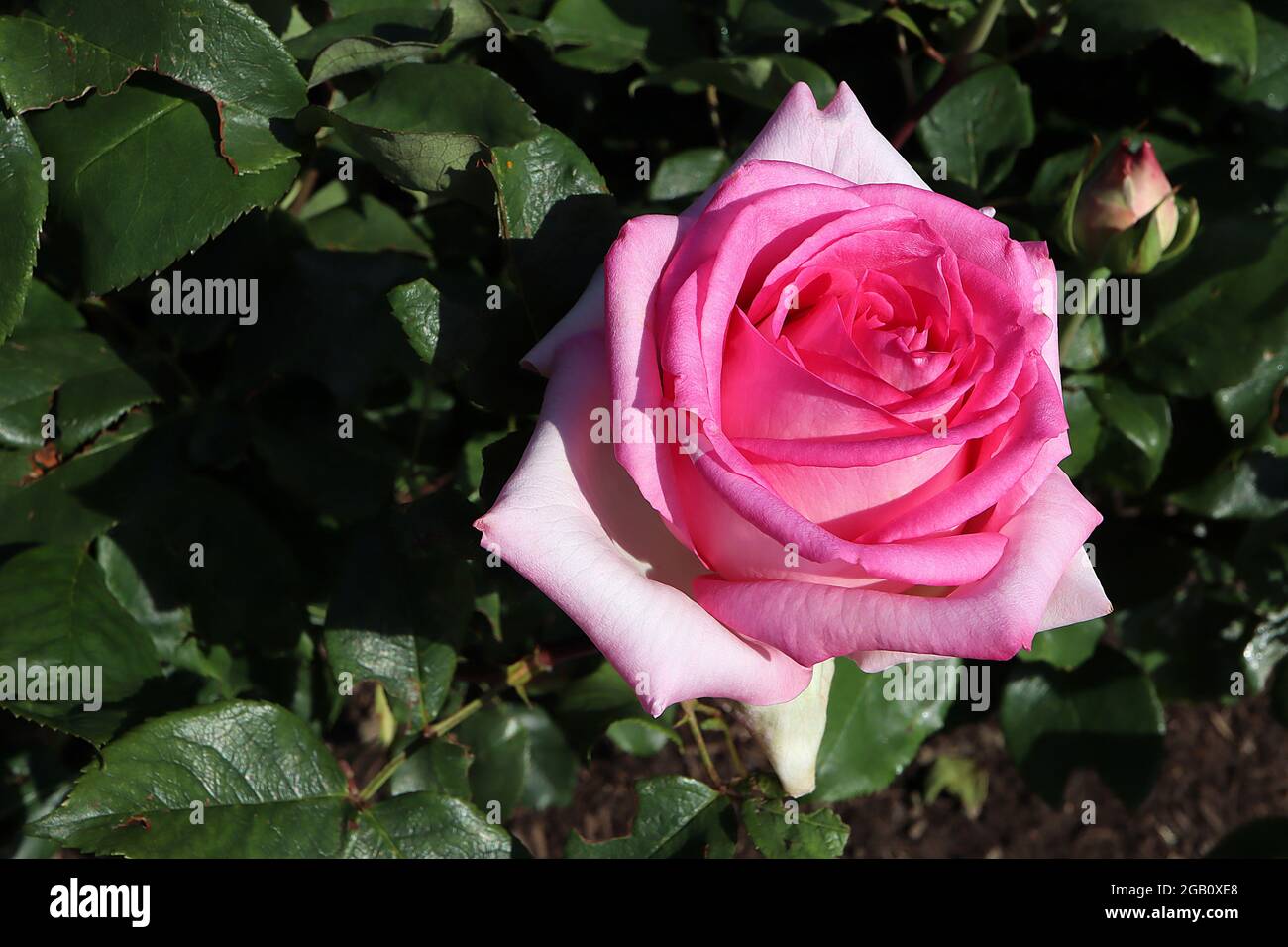 Rosa ‘Pink perfection’ (rosa tè ibrido) rosa Rosa perfezione – fiori rosa medi doppi, giugno, Inghilterra, Regno Unito Foto Stock
