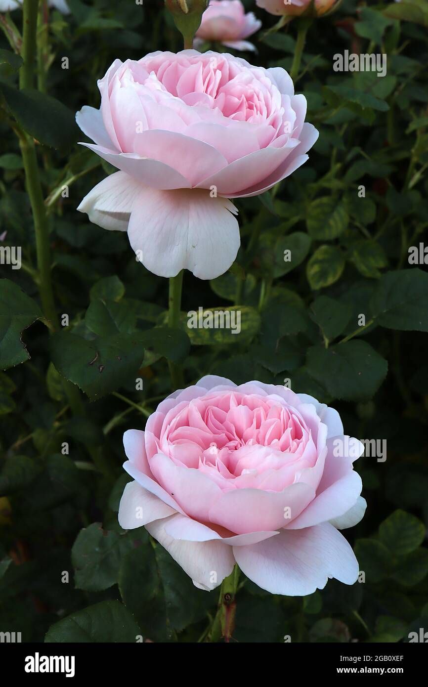 Rosa 'Regina della Svezia' (Rosa Inglese) rosa Regina della Svezia – due  fiori bianchi e rosa chiaro rivolti verso l'alto, giugno, Inghilterra,  Regno Unito Foto stock - Alamy