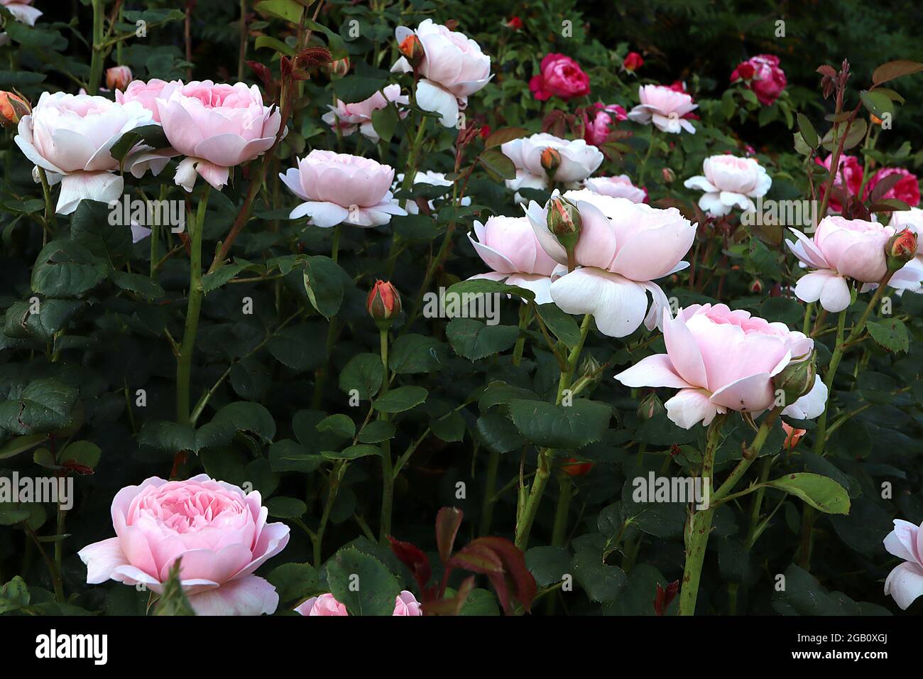 Rosa ‘Regina della Svezia’ (Rosa Inglese) rosa Regina della Svezia – due fiori bianchi e rosa chiaro rivolti verso l'alto, giugno, Inghilterra, Regno Unito Foto Stock