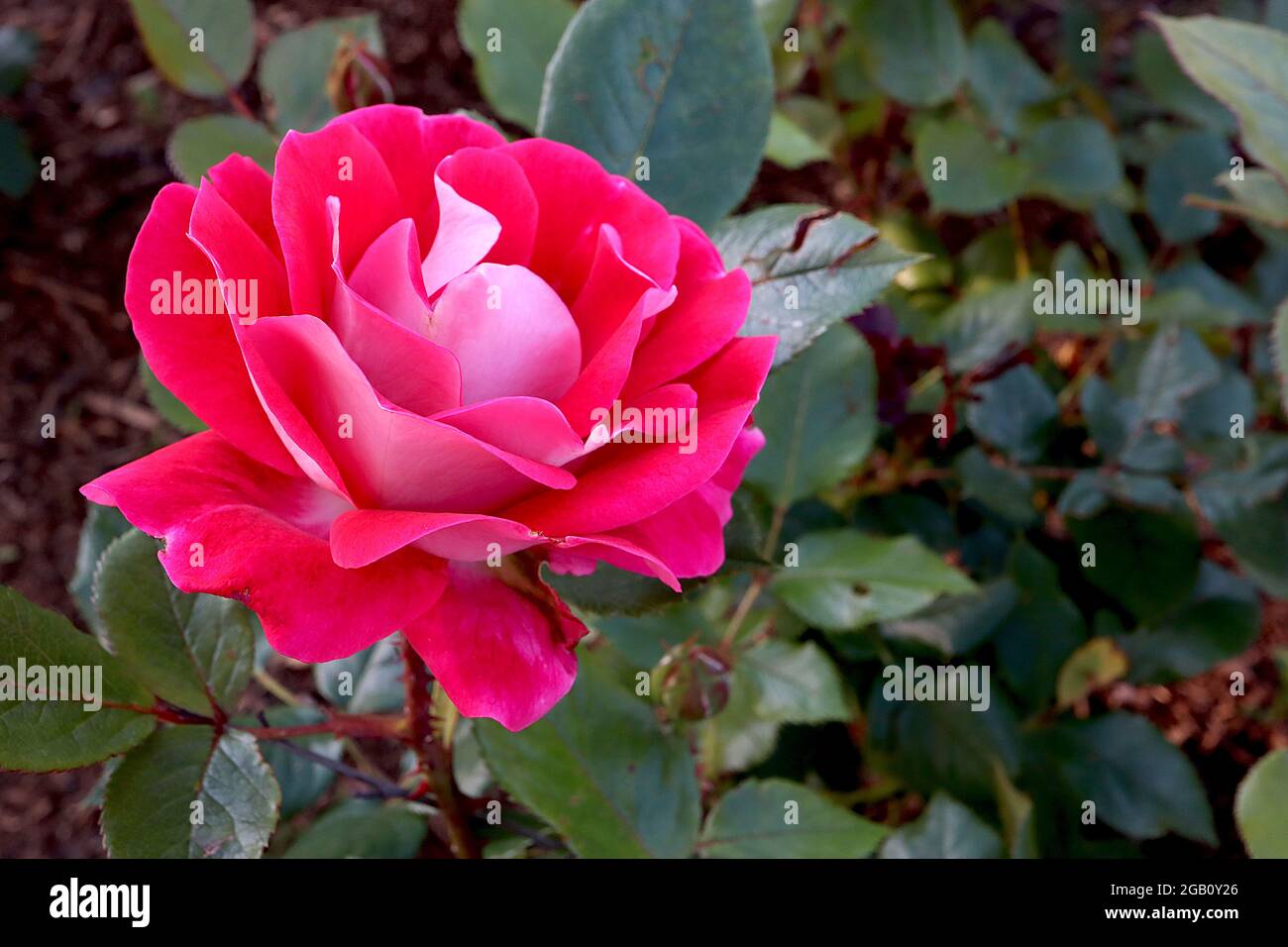 Rosa ‘Take IT Easy’ (rosa arbusto) rosa Take IT Easy – fiori rossi a doppio scarlatto con dorso di petalo rosa pallido, giugno, Inghilterra, Regno Unito Foto Stock