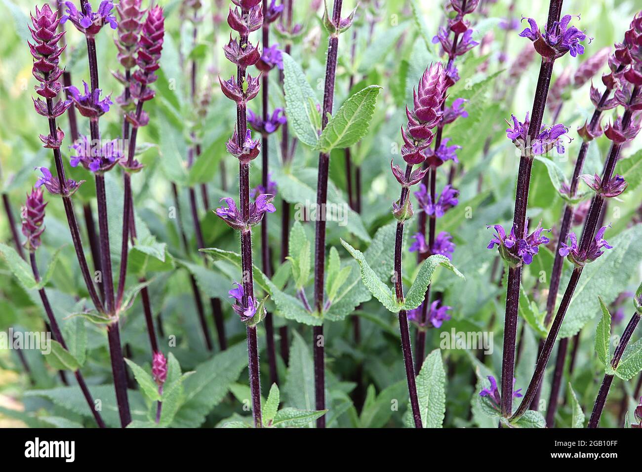 Salvia nemerosa ‘Caradonna’ Balkan clary Caradonna – fiori porpora tubolari e bratte di prugna, giugno, Inghilterra, Regno Unito Foto Stock