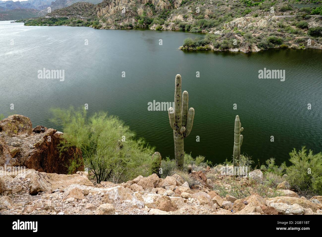 Cactus a Canyon Lake nel deserto in Arizona Foto Stock