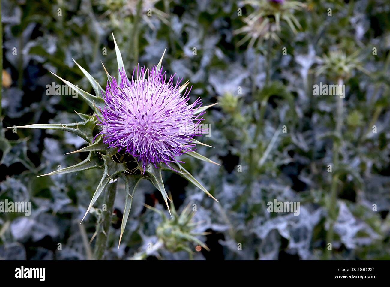 Silybum marianum Milk Thistle – fiori viola e malva circondati da bratte verdi spinose, foglie spiritose verdi grigie, giugno, Inghilterra, Regno Unito Foto Stock