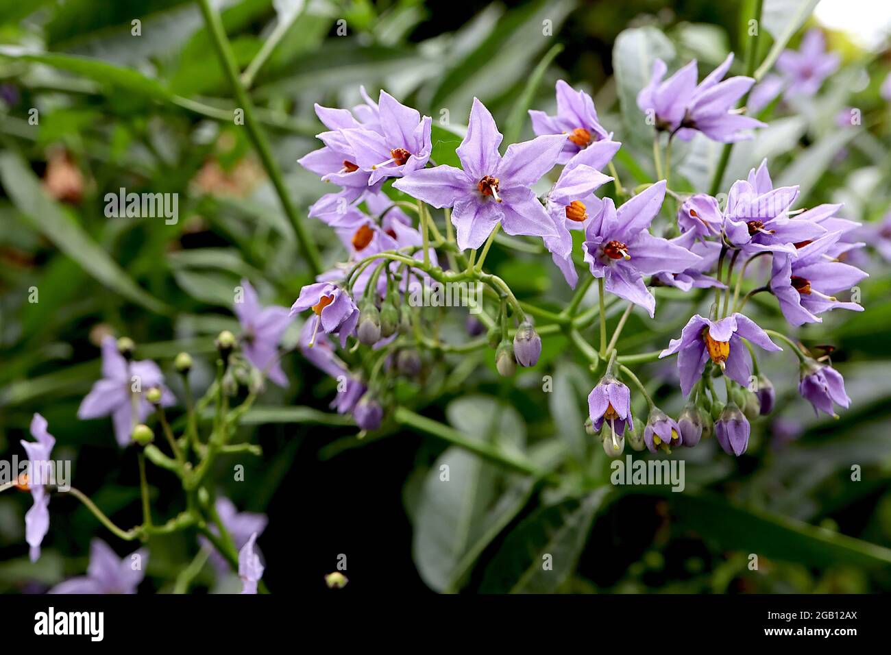 Solanum crispum ‘Glasnevin’ Potato tree Glasnevin – grappoli di fiori a forma di stella di lavanda con resistenza gialla fusa, giugno, Inghilterra, Regno Unito Foto Stock