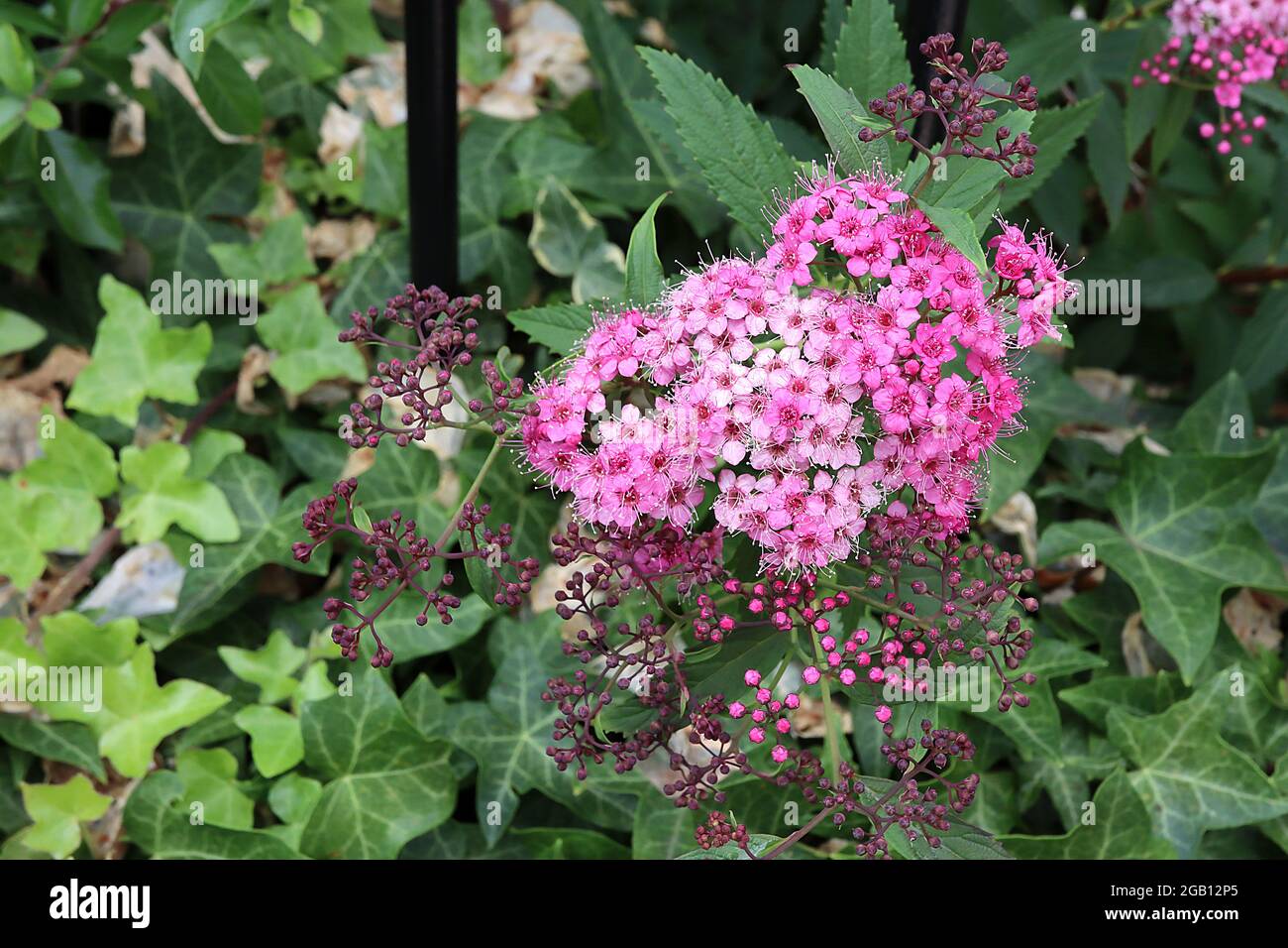 Spiraea japonica ‘Double Play Artist’ Japanese Spiraea Artist – grappoli a cupola di fiori rosa chiaro-scuro con colori allungati, giugno, Inghilterra, Regno Unito Foto Stock