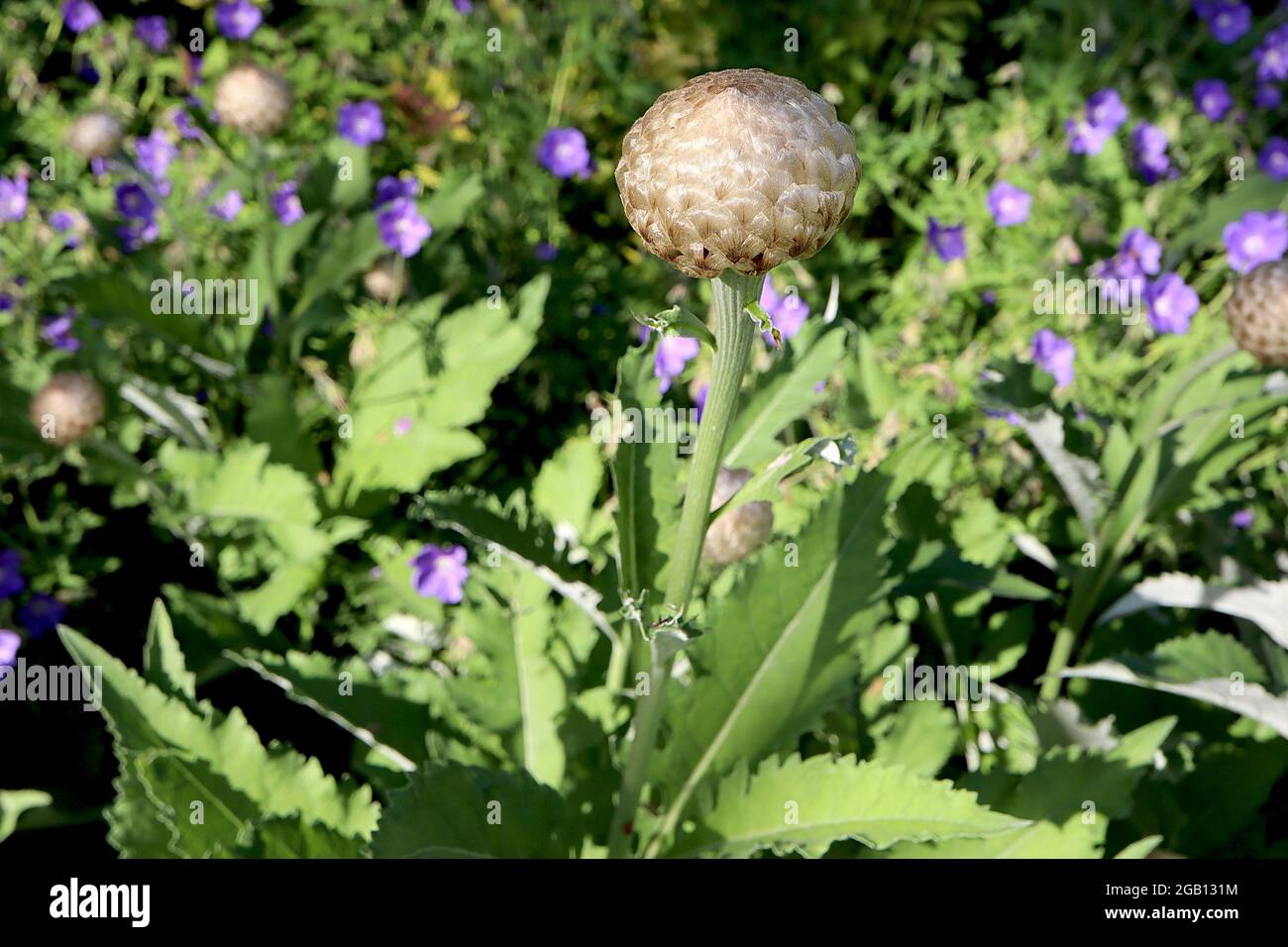 Stemmacantha centauroides Centaurea Pulchra Major – grandi aiuole fiorite con bracche a diamante lucido, giugno, Inghilterra, Regno Unito Foto Stock