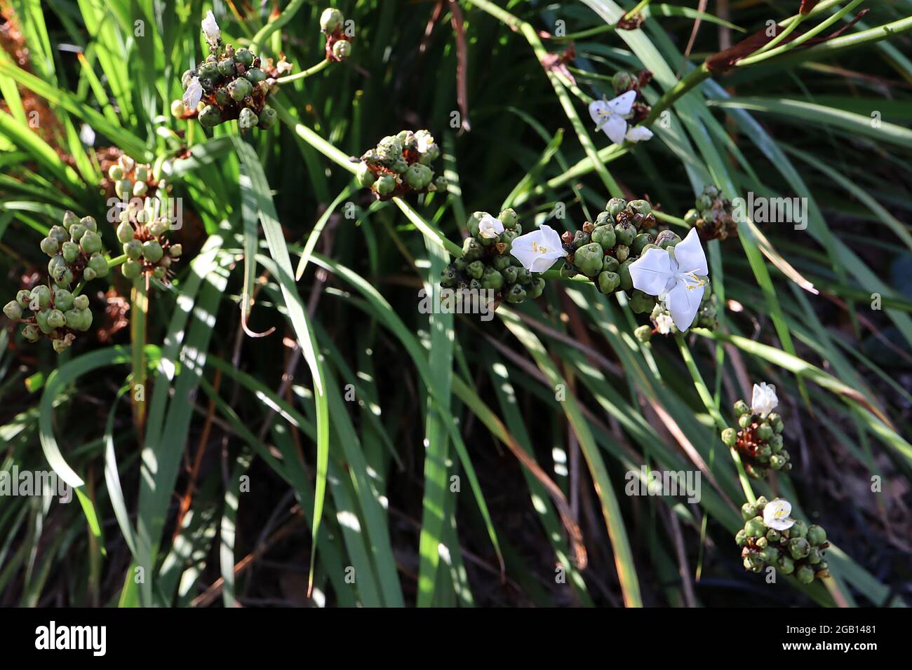 Tradescantia andersoniana ‘Innocenza’ Giglio Spider – fiori bianchi con stampa bianca e foglie lineari, giugno, Inghilterra, Regno Unito Foto Stock
