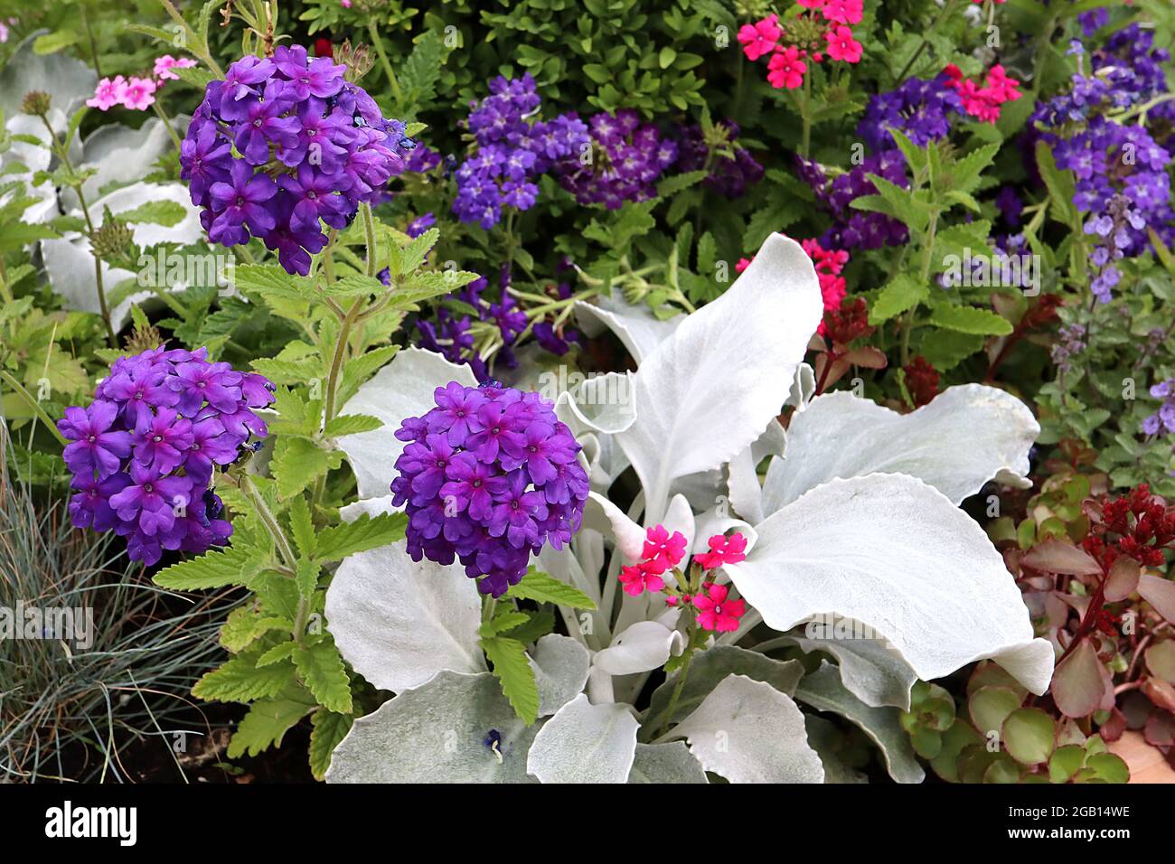 Verbena peruviana ‘EnduraScape Dark Purple’ peruviano mock vervain – gruppi sferici di minuscoli fiori viola scuro, giugno, Inghilterra, Regno Unito Foto Stock