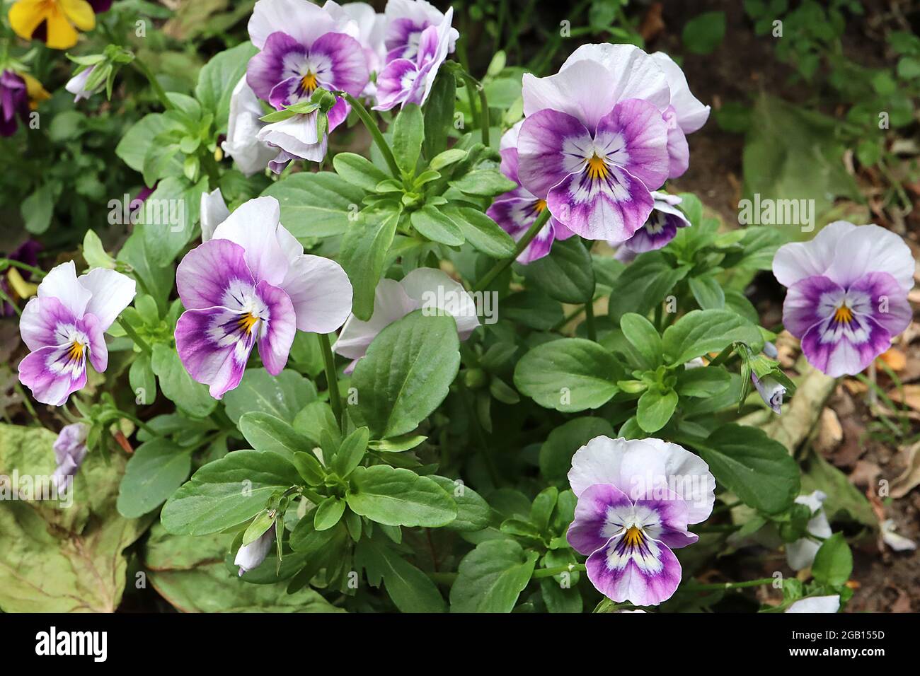 Viola cornuta ‘Sorbet Pink Halo Pansy Pink Halo – fiori viola con blotch bianco, centro giallo, whisker viola e petali posteriori bianchi, giugno, Foto Stock