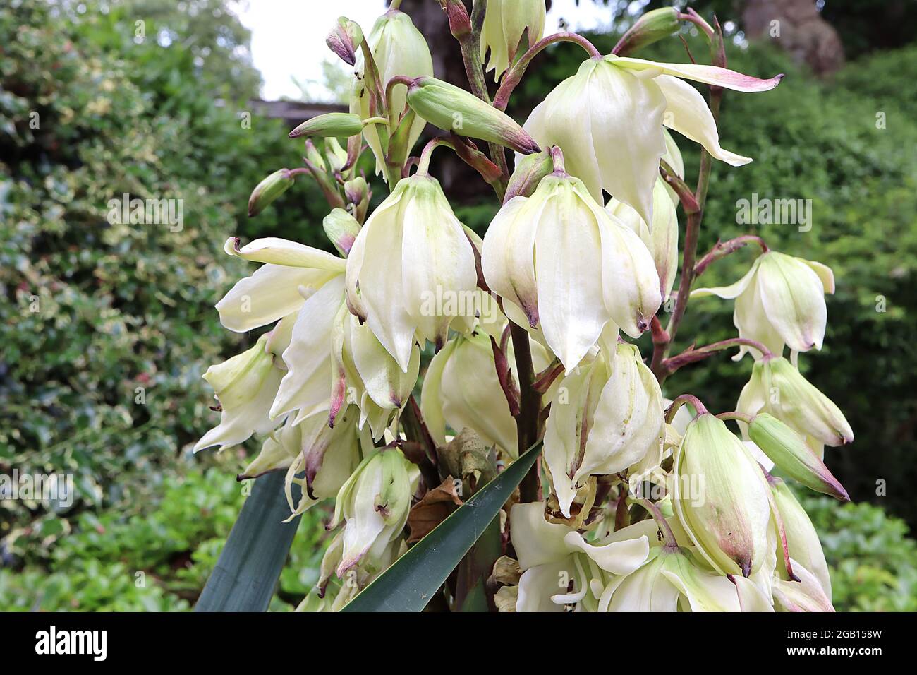 Palma ad ago Yucca filamentosa – punte torreggianti grandi fiori a forma di campana sulla cima di foglie a forma di spada, giugno, Inghilterra, Regno Unito Foto Stock