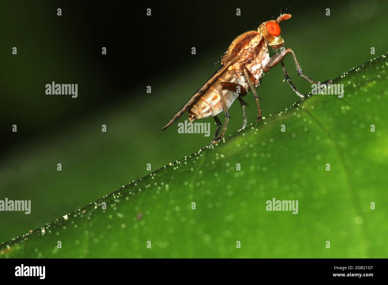 Uccisione di lumache mosca palude (Neolimnia sp.) Foto Stock