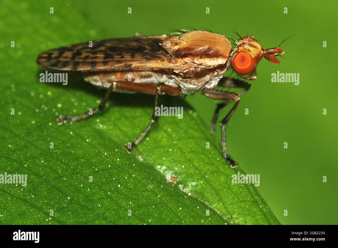 Uccisione di lumache mosca palude (Neolimnia sp.) Foto Stock