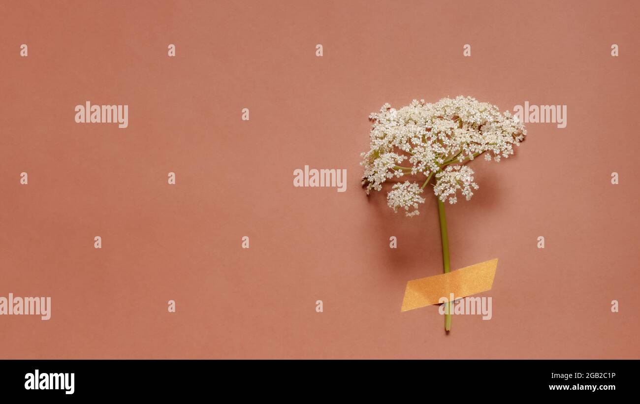 Podagraria di Aegopodium o fiore dell'anziano macinato con nastro su sfondo rosso caldo. Concetto minimo. Foto Stock