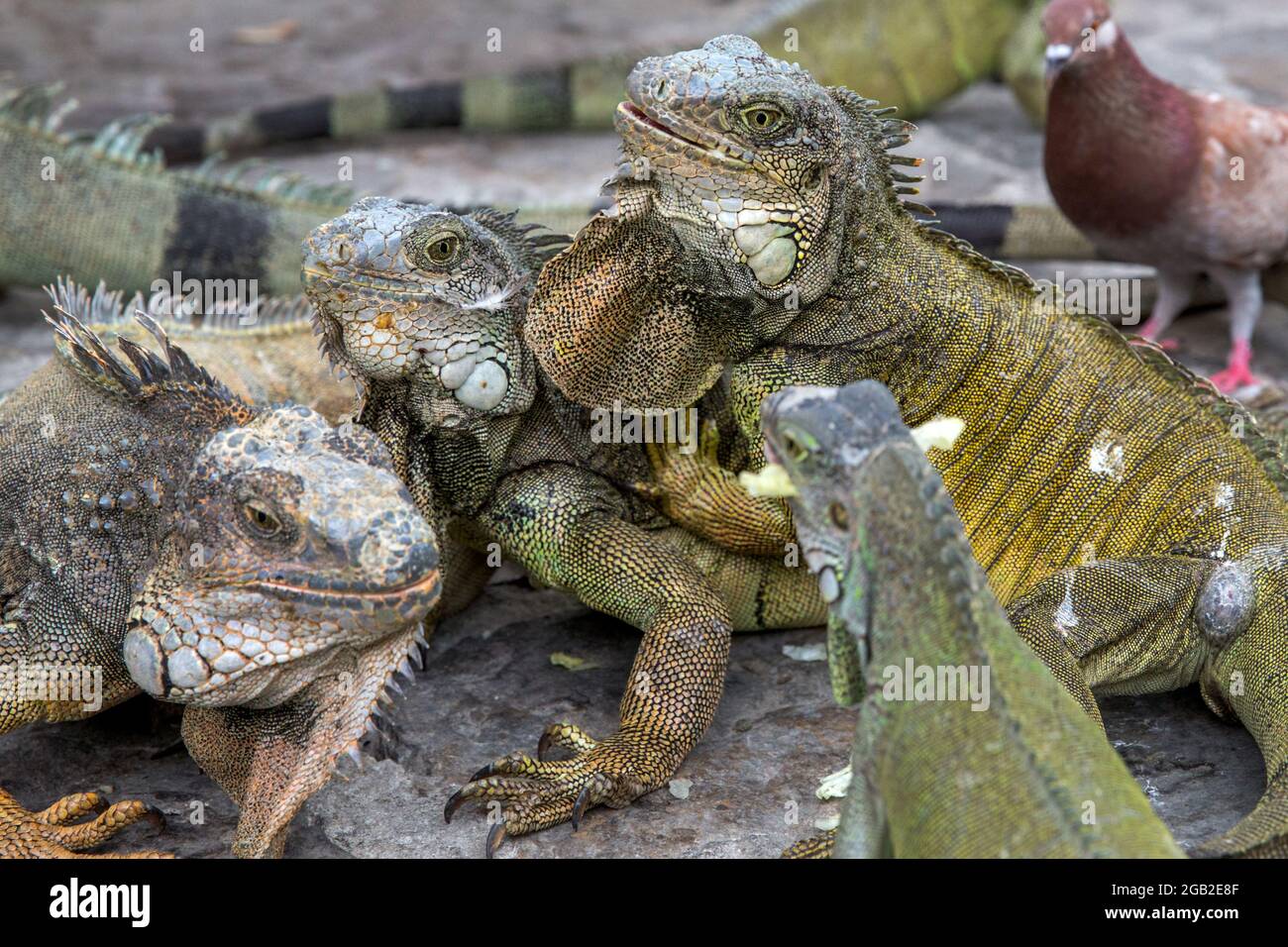 Iguane nel Parque seminario, conosciuto anche come Parque de las Iguanas (Parco dell'Iguana) a Quito, Ecuador. Foto Stock