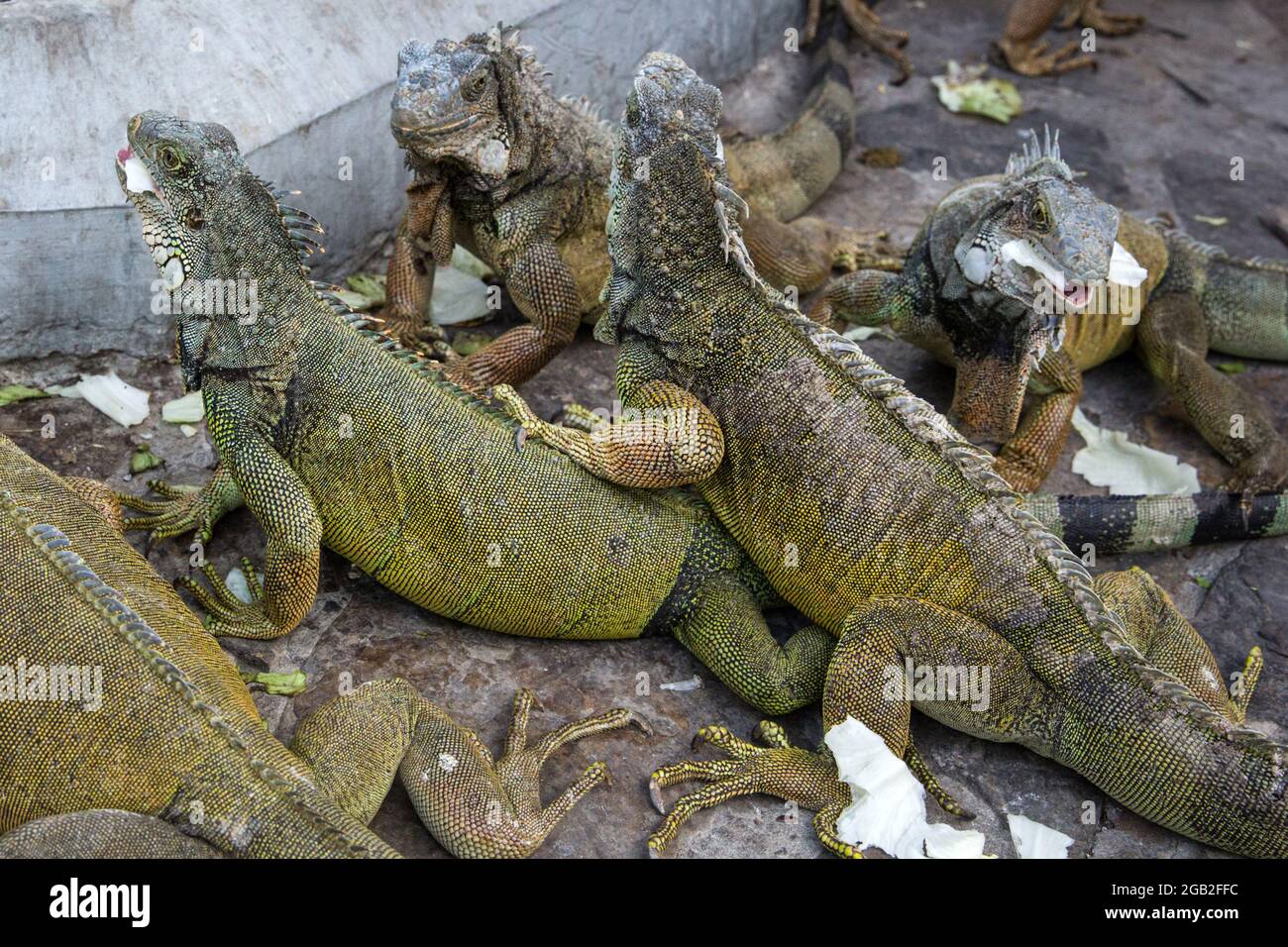 Iguane nel Parque seminario, conosciuto anche come Parque de las Iguanas (Parco dell'Iguana) a Quito, Ecuador. Foto Stock