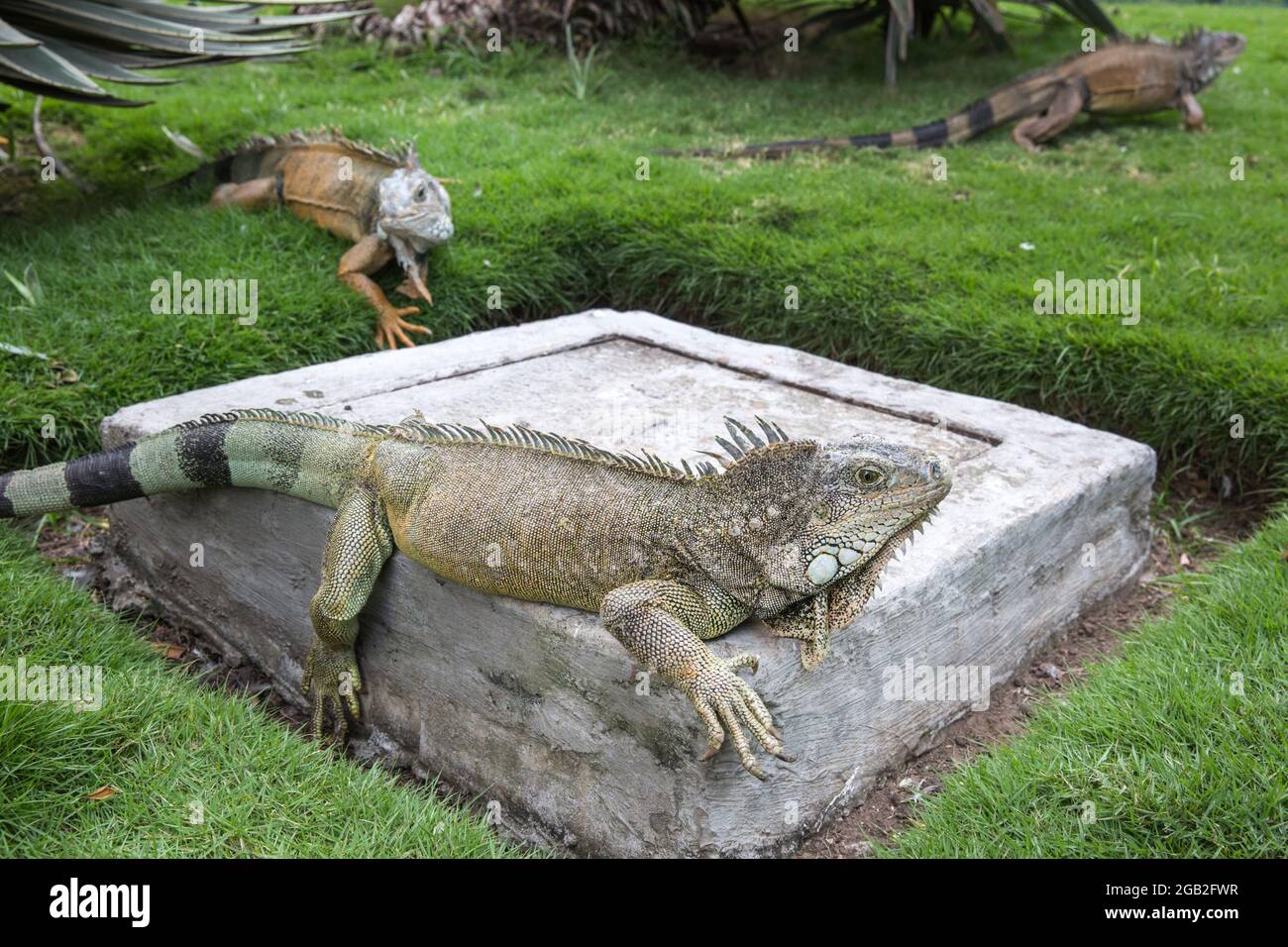 Iguane nel Parque seminario, conosciuto anche come Parque de las Iguanas (Parco dell'Iguana) a Quito, Ecuador. Foto Stock