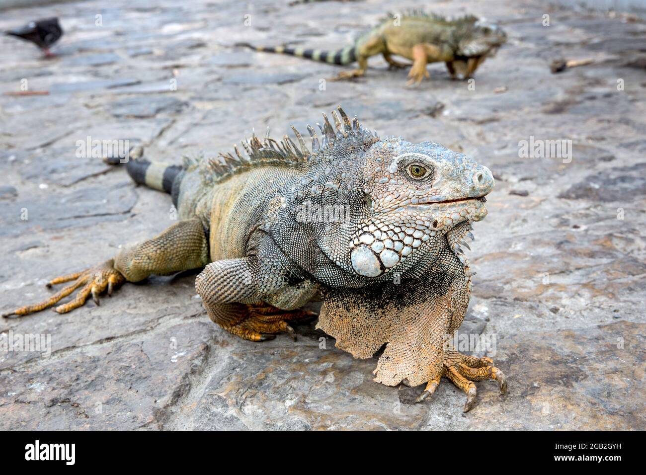 Iguane nel Parque seminario, conosciuto anche come Parque de las Iguanas (Parco dell'Iguana) a Quito, Ecuador. Foto Stock