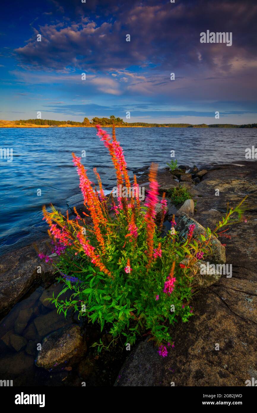 Bellissimi fiori porpora Loosestlife, Lythrum salicaria, in luce serale sul lungolago del lago Vansjø a Østfold, Norvegia, Scandinavia. Foto Stock