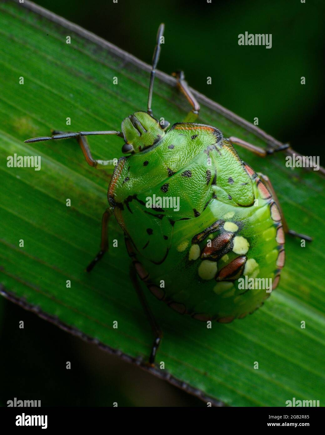 Nezara viridula, comunemente noto come il bug verde del sud della pista di pattinaggio, il bug verde del sud della protezione o il bug verde della verdura Foto Stock