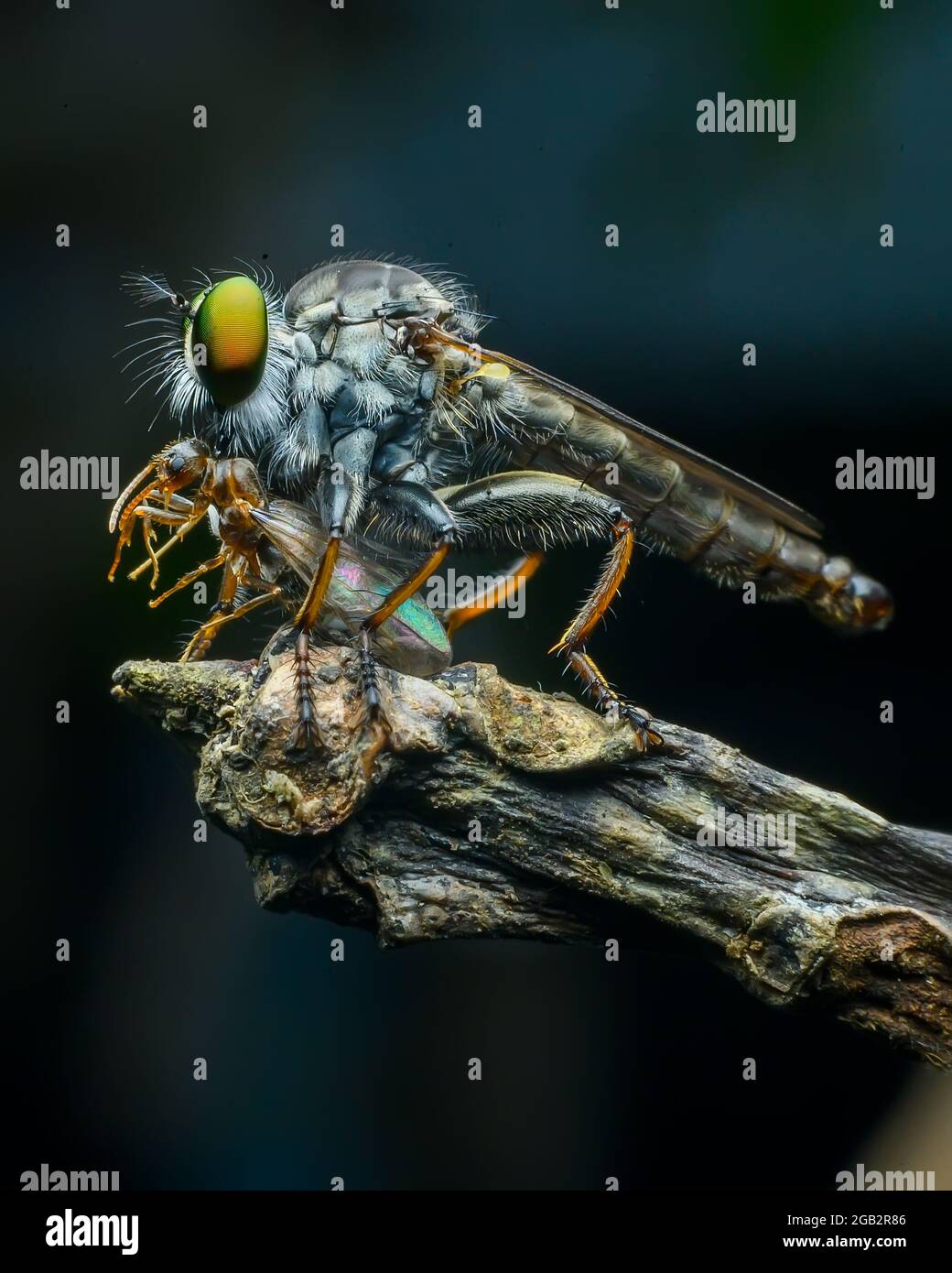Robberfly con uccidere. Gli Asilidae sono la famiglia delle mosche ladrone, chiamate anche mosche assassine. Sono potentemente costruiti, mosche bridly. Foto Stock
