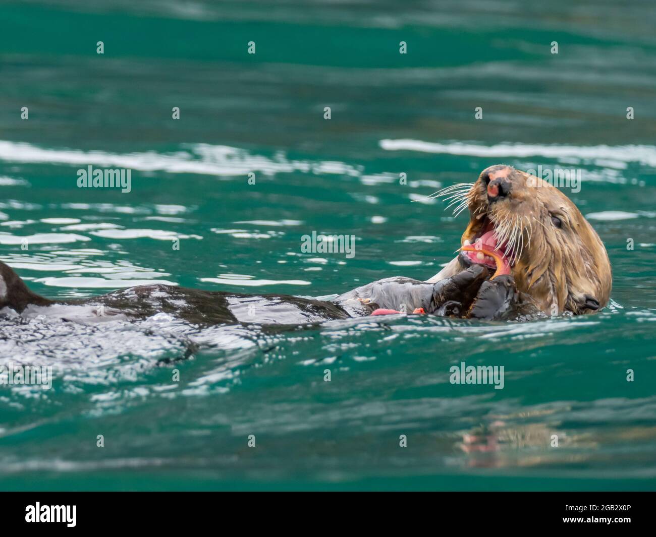 Lontre di mare, Enhyra lutris, eatin una stella di girasole nelle foreste di kelp dell'Alaska sudorientale, Stati Uniti Foto Stock