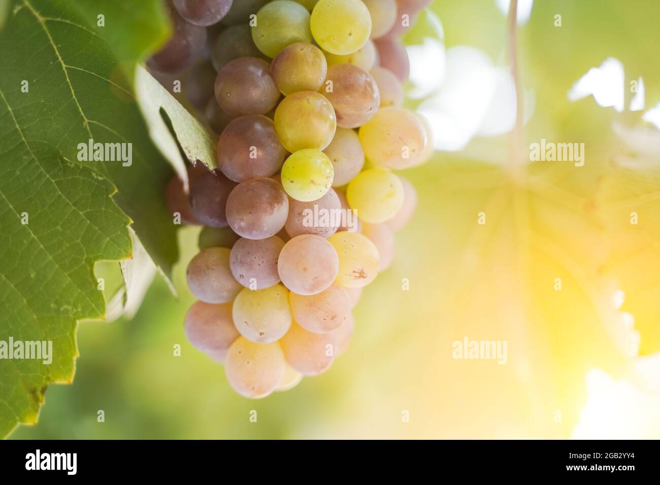 Un grappolo di uve per la viticoltura in un'azienda agricola d'uva in estate sotto il sole. Concetto di agricoltura e vinificazione. Foto di alta qualità Foto Stock