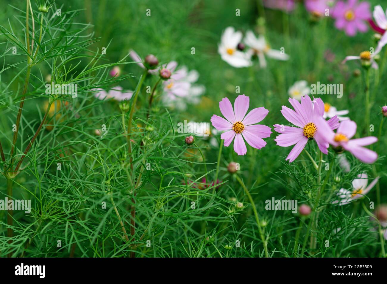 Splendido sfondo floreale verde con fiori di Cosmos bipinnatus. Maxican Astra Fiore, Fiore del Cosmo. Messa a fuoco selettiva morbida. Foto Stock
