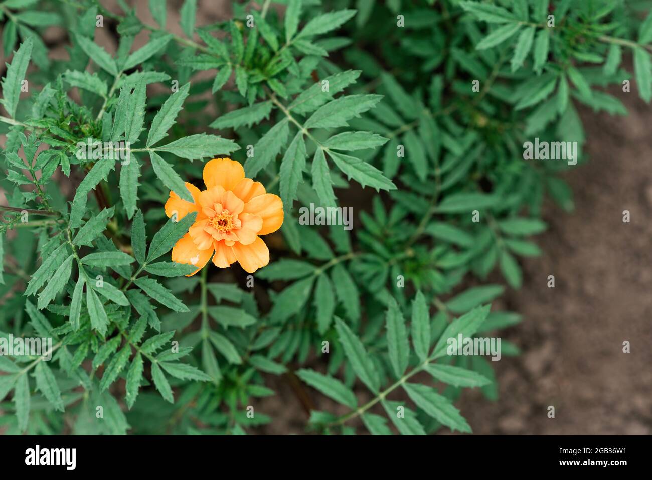 Lonely arancio marigold aka tagetes erecta fiore nel giardino in terreno asciutto. Messa a fuoco selettiva morbida. Foto Stock