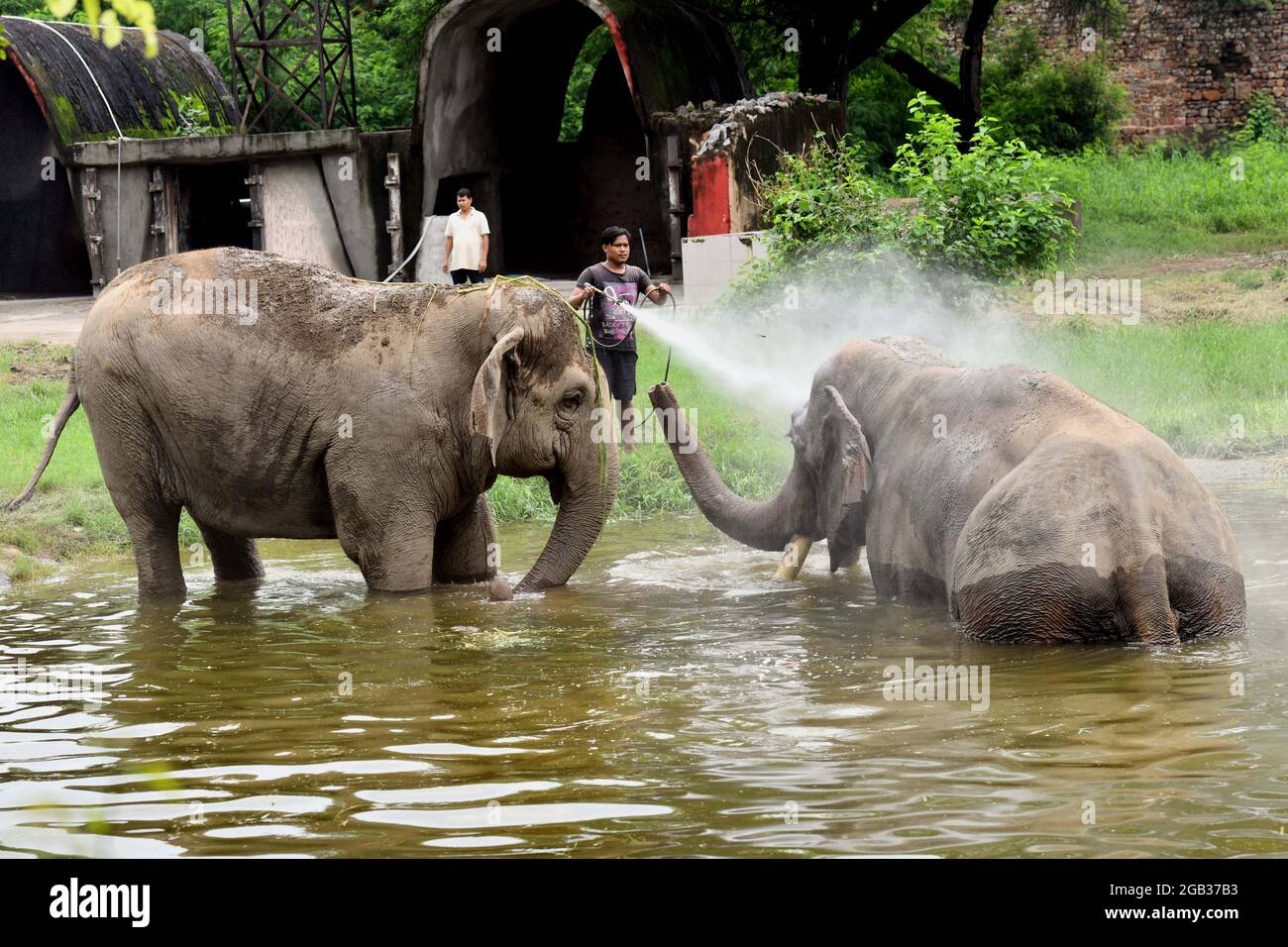 Nuova Delhi. 1 agosto 2021. Foto scattata il 1 agosto 2021 mostra gli elefanti allo zoo di Delhi in India. Lo zoo di Delhi è stato riaperto al pubblico e ha fornito un servizio di prenotazione di biglietti online ai visitatori. Credit: Parta Sarkar/Xinhua/Alamy Live News Foto Stock