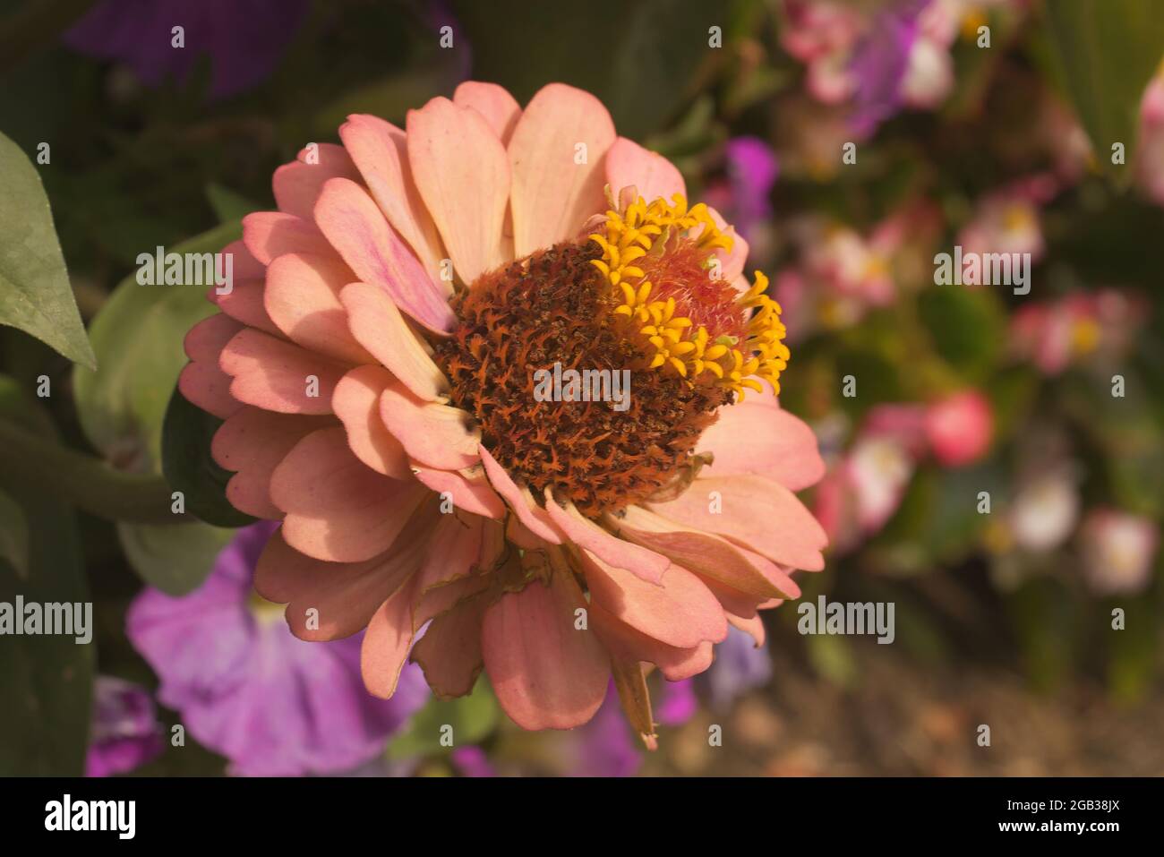 Zinnia elegans, la vista closeup del fiore arancione chiaro. Questa pianta fiorente della famiglia daisy Asteraceae è anche conosciuta come Zinnia violacea, y Foto Stock