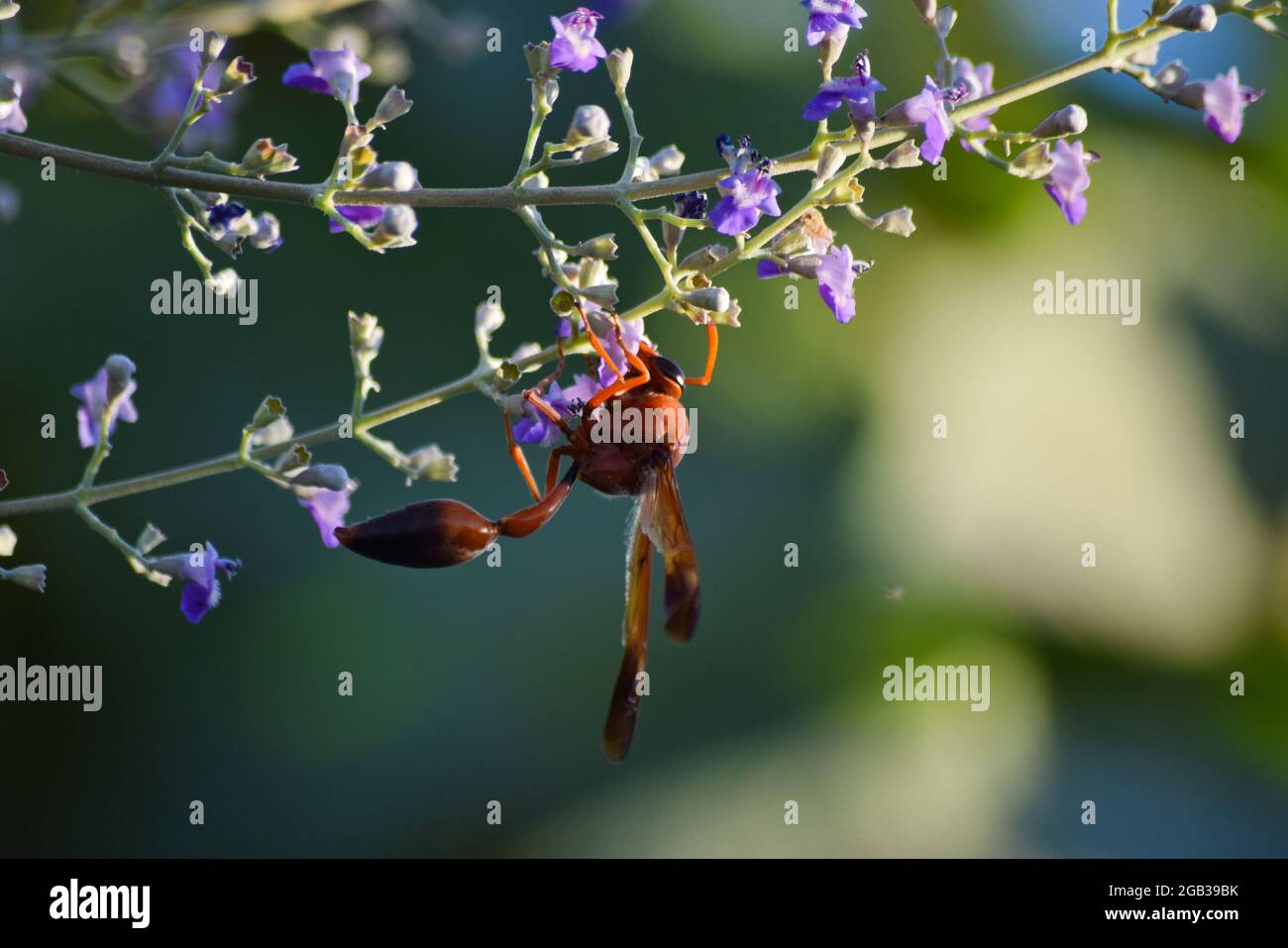 carta da parati wasp su fiore rosa, natura insetto vita animale primavera ladybug sfondo Foto Stock