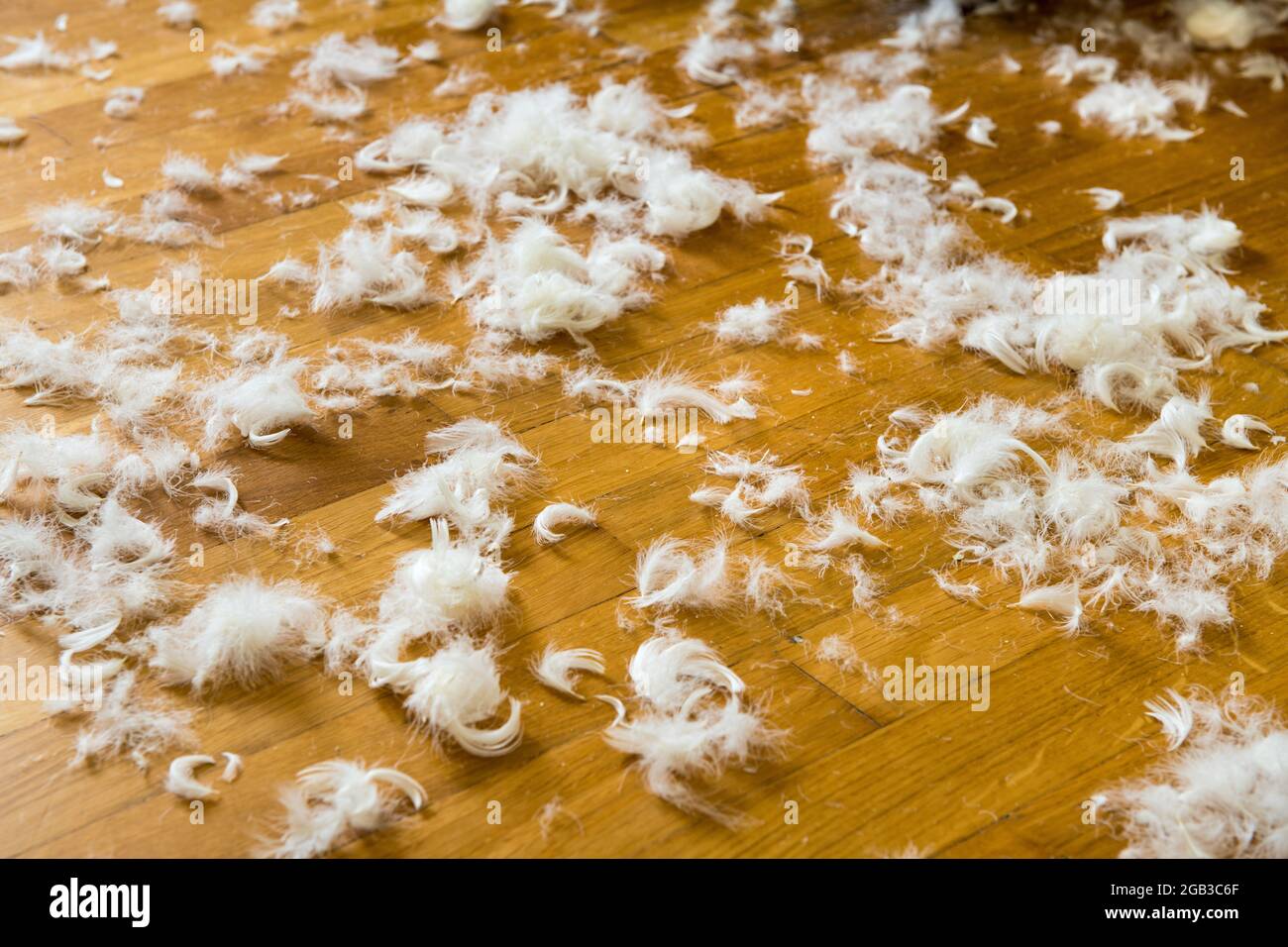 L'oca giù. Se la coperta in giù scoppia, comforter, allora le piume sono sdraiati intorno dappertutto Foto Stock